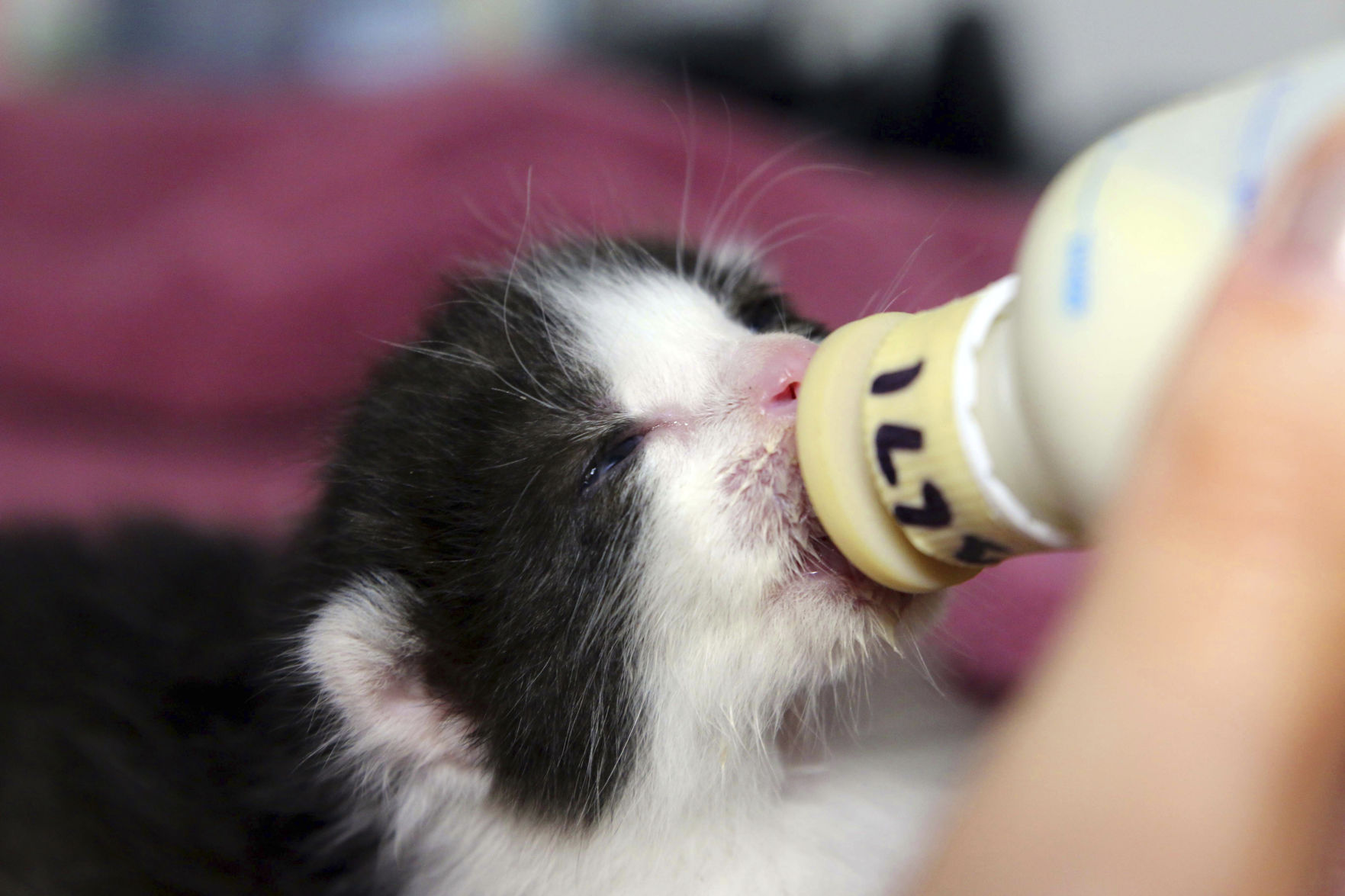 Kitten Stowaways